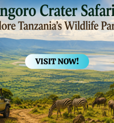 Ngorongoro Crater Safari Tours: Explore Tanzania’s Wildlife Paradise