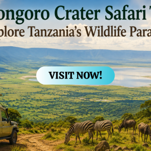 Ngorongoro Crater Safari Tours