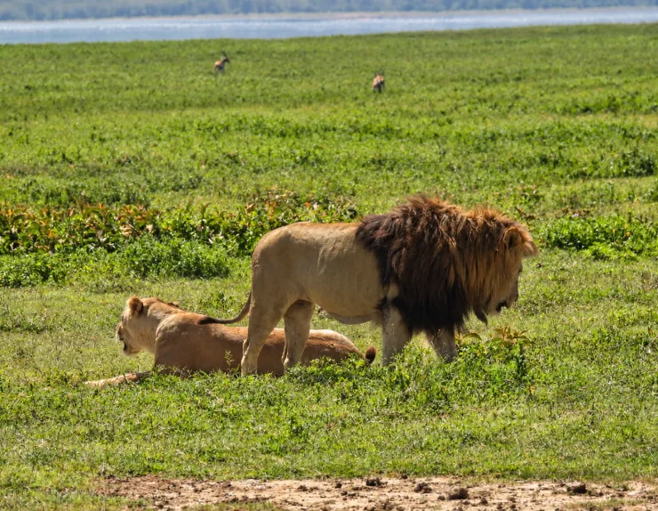 Tanzania Safari Tours